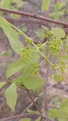 Guapira graciliflora