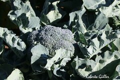 Brassica oleracea italica