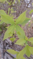 Guapira graciliflora