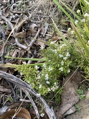 Leucopogon microphyllus