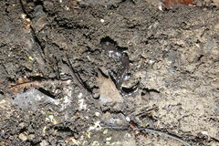 Ambystoma laterale