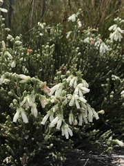 Erica strigilifolia