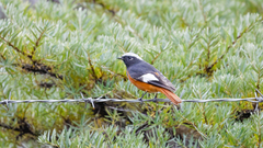 Phoenicurus erythrogastrus