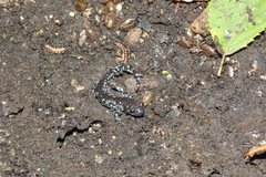 Ambystoma laterale