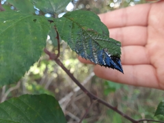 Phragmidium violaceum