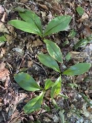 Clintonia