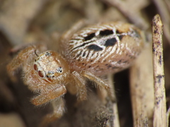 Thyene imperialis