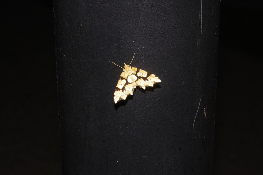 Lobogonia