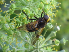 Volucella elegans