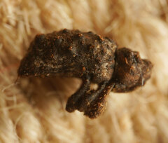 Roptoperus