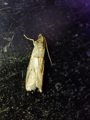 Acrobasis sodalella