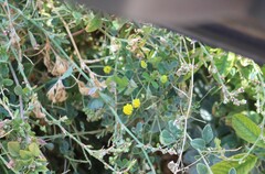 Medicago lupulina