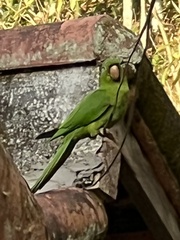 Psittacara leucophthalmus