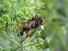 Volucella elegans