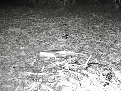 Bungarus multicinctus