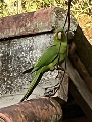 Psittacara leucophthalmus