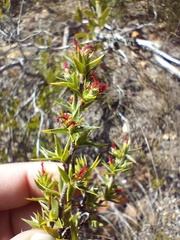 Cliffortia