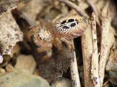Thyene imperialis