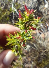 Cliffortia