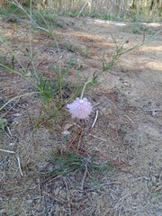 Scabiosa columbaria