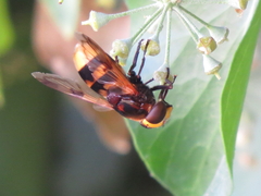 Volucella elegans