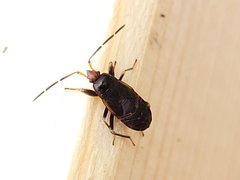 Rhyparochrominae
