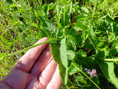 Salvia dumetorum