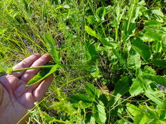 Salvia dumetorum