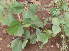Erythrina abyssinica