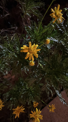 Euryops pectinatus