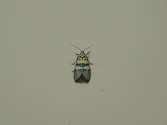 Heortia vitessoides
