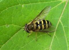 Syrphus