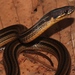 Cusuco Graceful Brown Snake - Photo (c) Alex Rebelo, some rights reserved (CC BY-NC), uploaded by Alex Rebelo