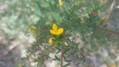 Pultenaea
