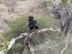 Terathopius ecaudatus