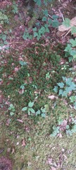 Polytrichum formosum