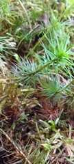 Polytrichum formosum