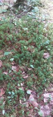 Polytrichum formosum