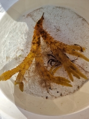 Fucus serratus