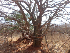 Erythrina melanacantha