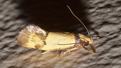 Olbonoma triptycha