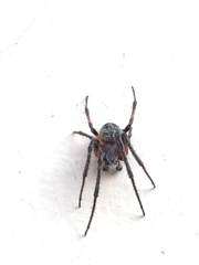 Larinioides