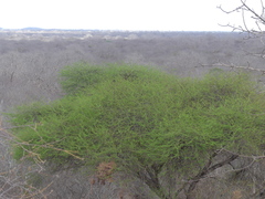 Vachellia tortilis