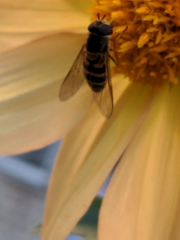 Syrphus ribesii