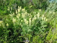 Oxytropis pilosa