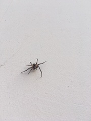 Larinioides