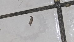 Tineinae