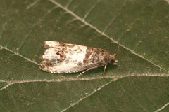 Notocelia rosaecolana