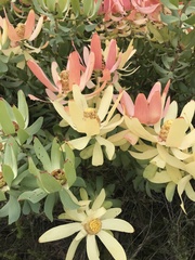 Leucadendron tinctum