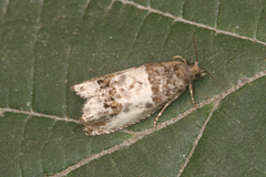 Notocelia rosaecolana